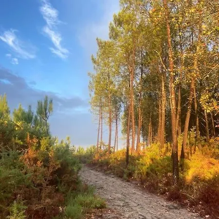 Feriehus Maisonnette 2 Pers Tout Confort Au Coeur De La Foret *