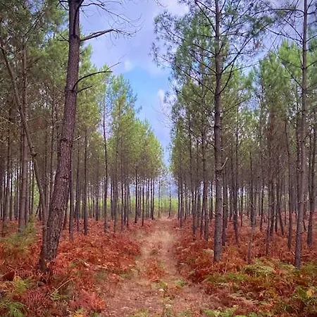Maisonnette 2 Pers Tout Confort Au Coeur De La Foret *