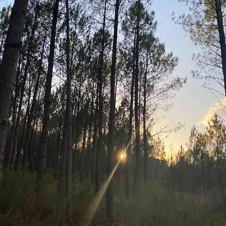 Maisonnette 2 Pers Tout Confort Au Coeur De La Foret Feriehus *