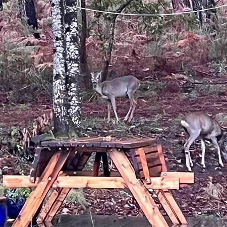 Maisonnette 2 Pers Tout Confort Au Coeur De La Foret Dom wakacyjny